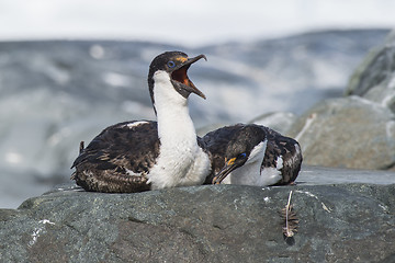 Image showing Antarctic Shag close up