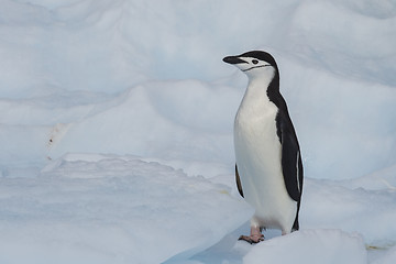 Image showing Chinstrap Penguin on the ice