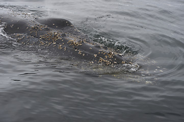 Image showing Humpback Whale close up