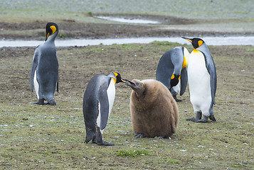 Image showing King Penguins with chick