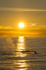Image showing Sunset and Whales in Antarctica