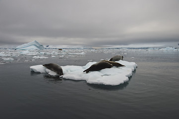 Image showing Crabeater seals on ice flow, Antarctica