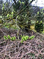 Image showing Pussy willow branches with catkins