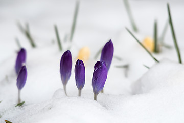 Image showing Spring season with crocus flowers in snow