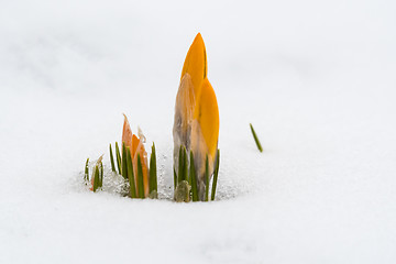 Image showing Yellow crocus buds in snow