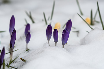 Image showing Violet crocuses in asnowy flower bed