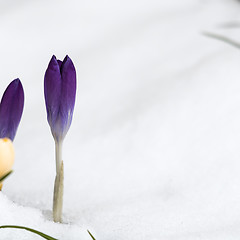 Image showing Violet crocus flower in snow