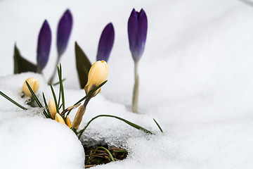 Image showing Springtime with crocuses and melting snow