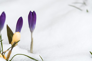 Image showing Closeup of a violet crocus flower in snow