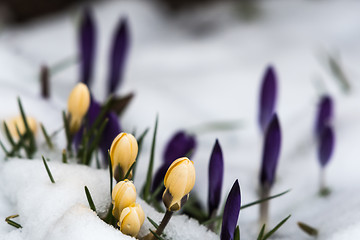 Image showing Yellow crocuses in melting snow