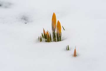 Image showing Awakening flowers in snow