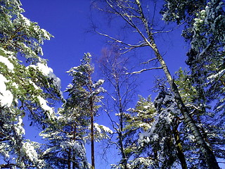 Image showing snovy trees on winter