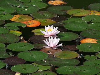 Image showing Waterlily flower