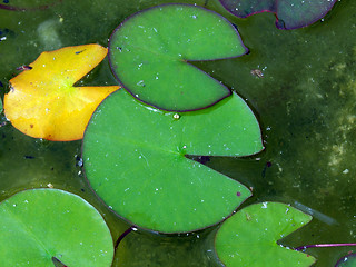 Image showing Leaves