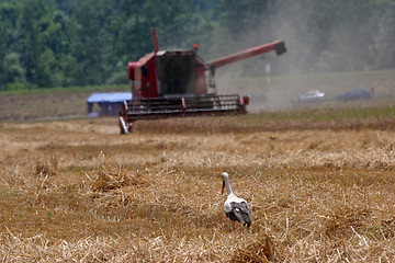 Image showing Stork in wheat field