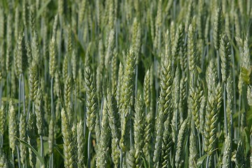 Image showing Wheat growing in field