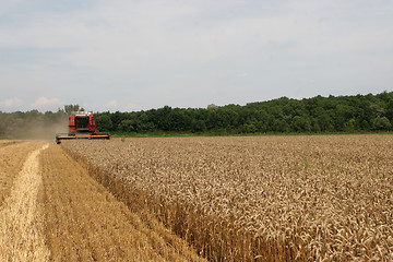 Image showing Combine harvesting wheat