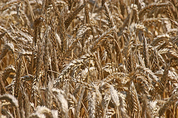 Image showing Golden wheat field