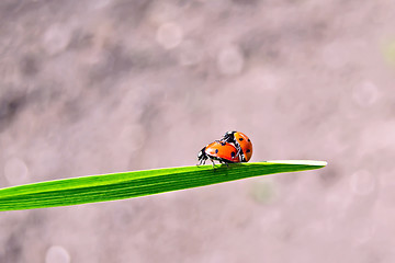 Image showing Ladybugs on background of soil