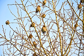 Image showing Waxed on poplar branches