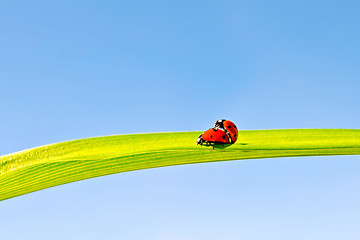 Image showing Ladybugs on background of sky