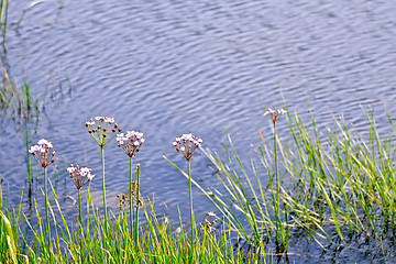 Image showing Butomus umbellatus on lake