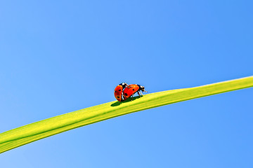 Image showing Ladybugs on background of blue sky