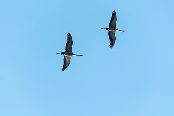 Image showing Flying Crane Couple