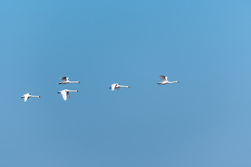 Image showing Beautiful white swans by a blue sky