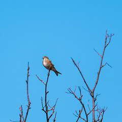 Image showing Sunlit Linnet songbird on a twig