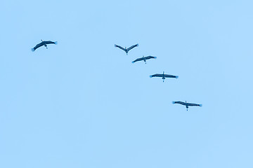 Image showing Flock with flying cranes