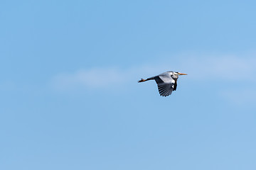 Image showing Flying Grey Heron by a blue sky