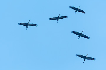 Image showing Migrating Common Cranes