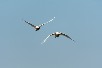 Image showing Front view of two flying swans