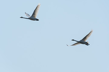 Image showing Migrating whooper swans