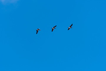 Image showing Migrating waterfowls by a clear blue sky