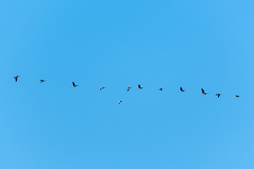 Image showing Migrating geese in a row