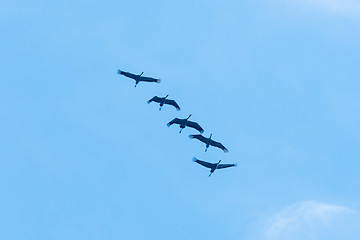 Image showing Formation of flying Common Cranes