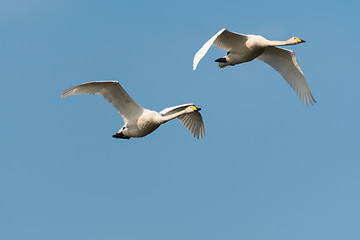 Image showing Pair of flying white swans