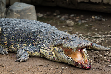 Image showing Crocodile bleeding on mouth