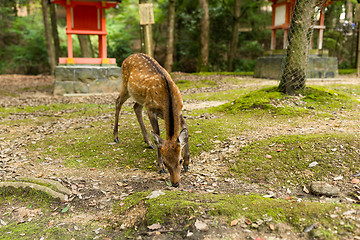 Image showing Deer eating grass in the park