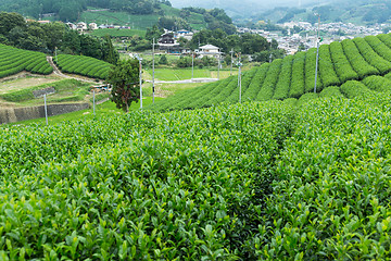 Image showing Fresh tea field