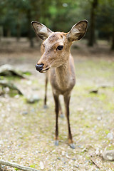 Image showing Cute deer