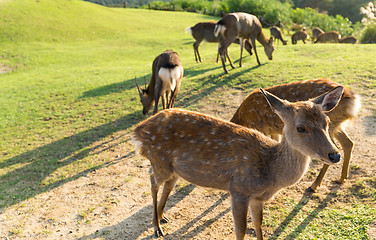 Image showing Group of Deer in Nara