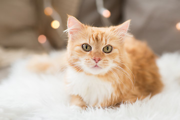 Image showing red tabby cat on sofa with sheepskin at home