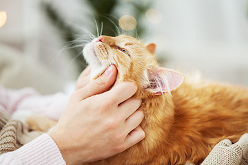 Image showing close up of owner with red cat in bed at home