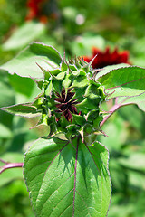 Image showing Red sunflower