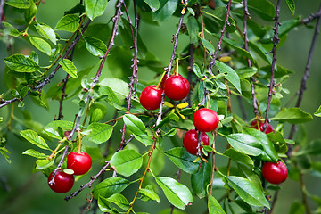 Image showing Cherry