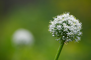 Image showing Blossom onion
