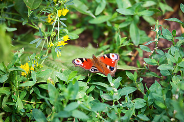 Image showing Butterfly